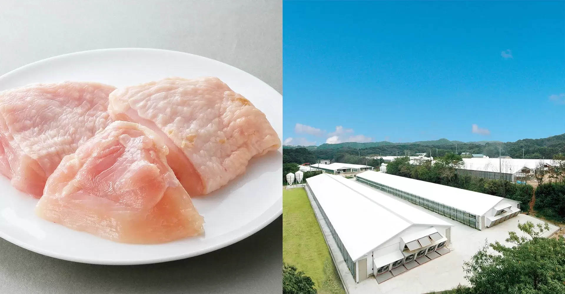 鶏肉と養鶏場